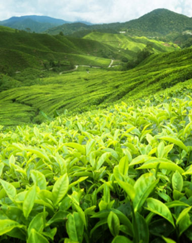 Home - Coonoor Tea House